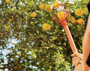 Tramontina Fruit Picker with Wooden Handle
